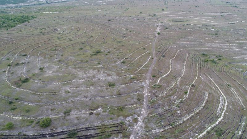 Restauración forestal recupera 898 hectáreas en Tepelmeme, Oaxaca: Semarnat 