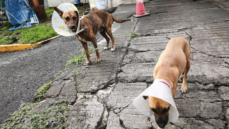 Amenazan con desalojar y "llevar a perder" a perros del Conalep Morelia II; trabajadores denuncia  el caso 