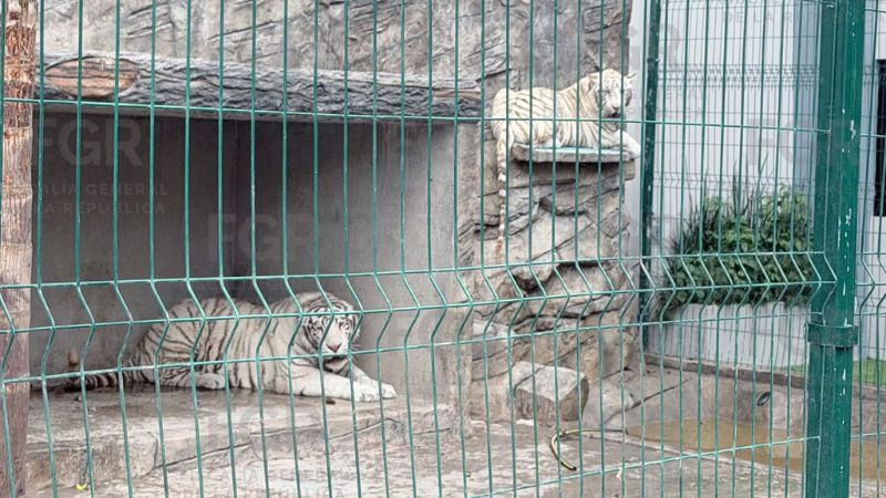 FGR asegura dos tigres blancos durante cateo en un domicilio de Durango 