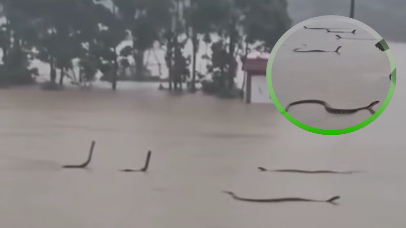 Casi 900 serpientes escapan tras inundaciones en China; hay una persona lesionada 