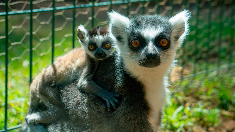Zoológico de Morelia registra más de 500 nacimientos durante la actual administración 