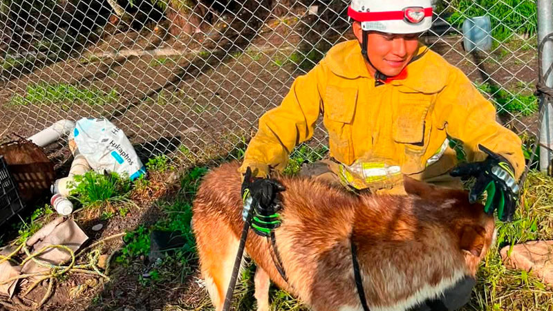Rescatan a perrito que cayó en un receptor de agua en Tarímbaro, Michocán 