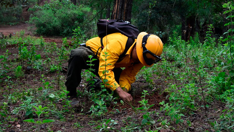 Gobierno de Morelia fortalece la recuperación de los bosques con jornada de reforestación  