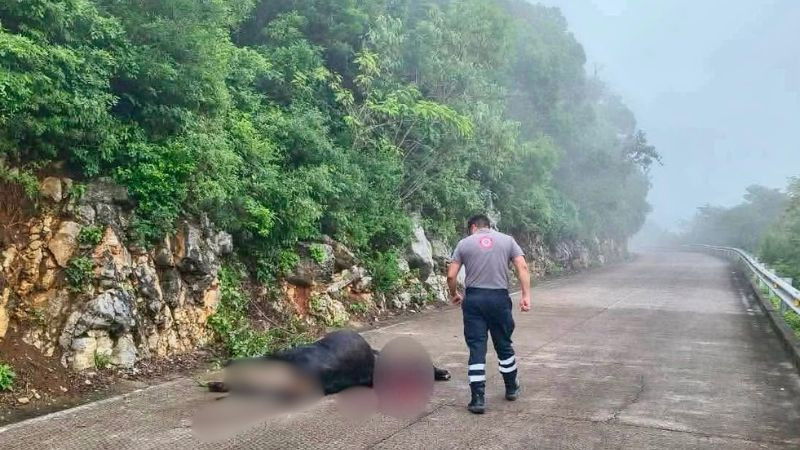 Investigan muerte de res por posible ataque de puma en Landa de Matamoros, Querétaro