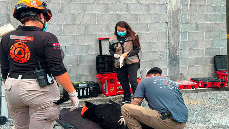 Oso negro resulta herido tras ser atropellado en la Carretera Nacional de Monterrey 