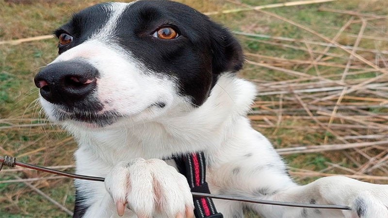 Más de ocho mil mascotas ya cuentan con chip en la capital queretana: Lennyz Meléndez  