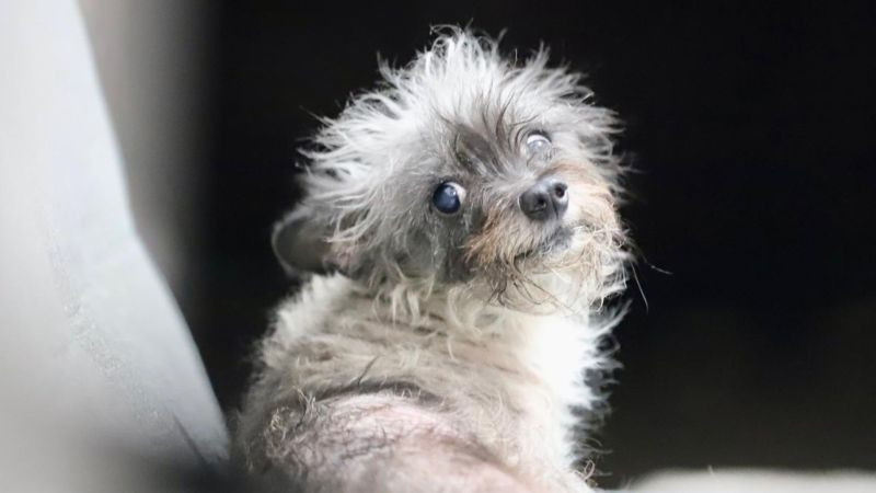 Querétaro: Realizarán jornada de adopción de mascotas en Puerta La Victoria 
