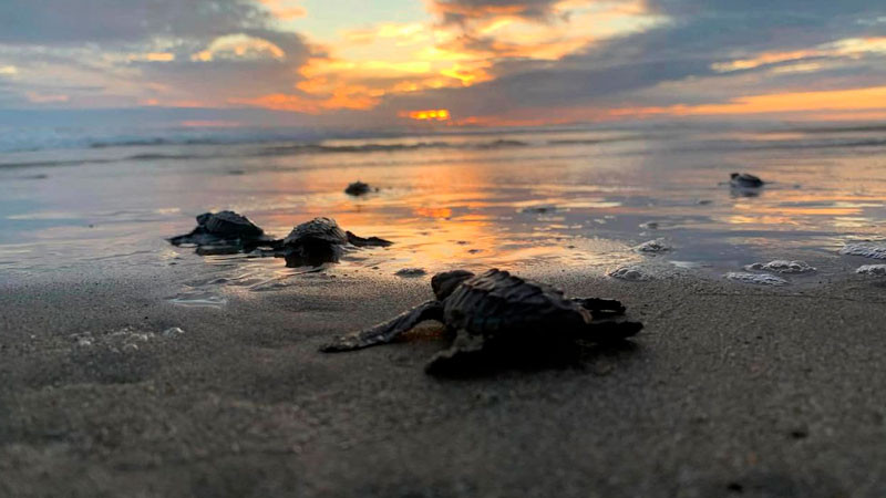 Michoacán está listo para el arribo de miles de tortugas marinas 