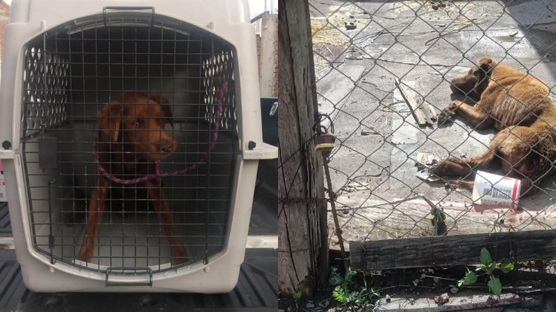 Rescatan a perrito en condiciones de abandono durante cateo por presunto maltrato animal en Morelia, Michoacán  