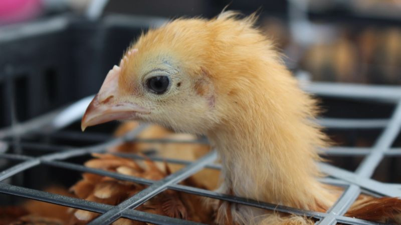 Gobierno de Morelia continúa con entrega de gallinas de traspatio 