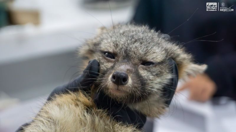 Zorro gris rescatado en Morelia se prepara para regresar a la vida silvestre 