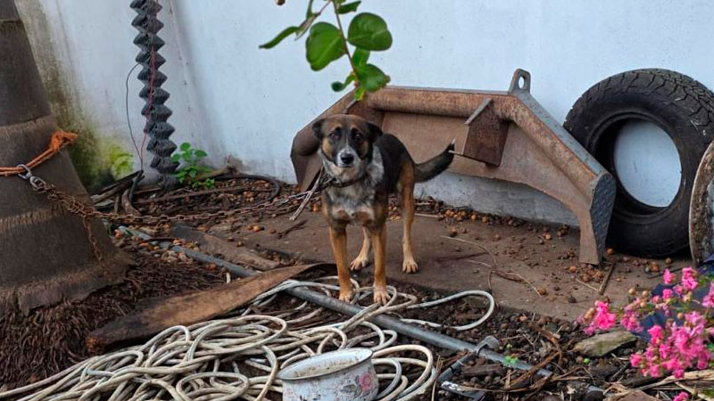 Fiscalía de Michoacán ejecuta cateo y rescata a canino víctima de maltrato en Zitácuaro 
