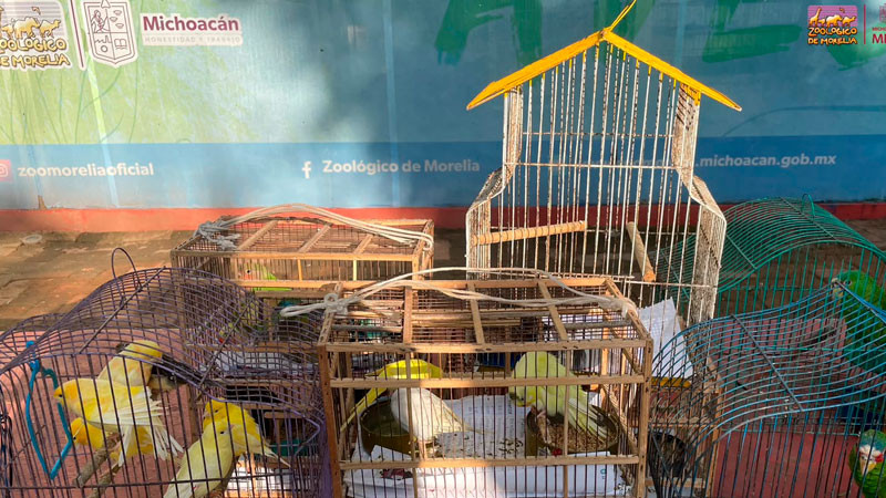 Recibe Zoológico de Morelia 83 aves aseguradas por Profepa 