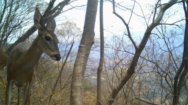 Desde pumas hasta venados; cámaras trampa captan la vida silvestre en bosques de Michoacán 