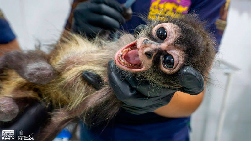 Con personal especializado, Zoológico de Morelia brinda atención a mono araña rescatado por Profepa 