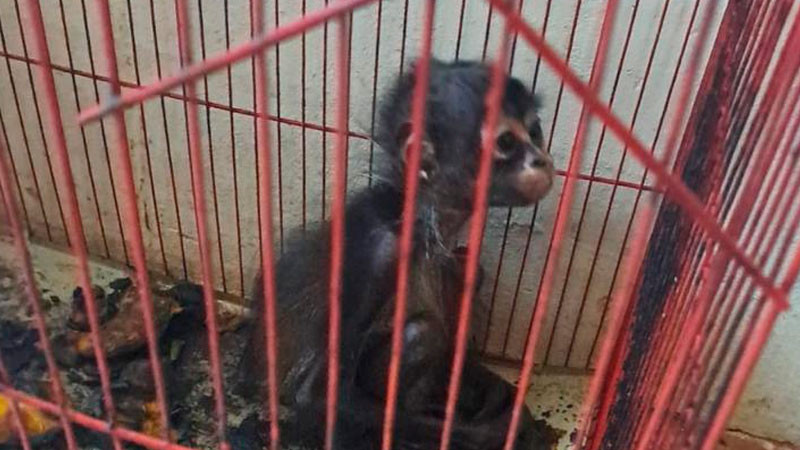 Mono araña rescatado en Pajacuarán lucha por sobrevivir, revela director del Zoo de Morelia 