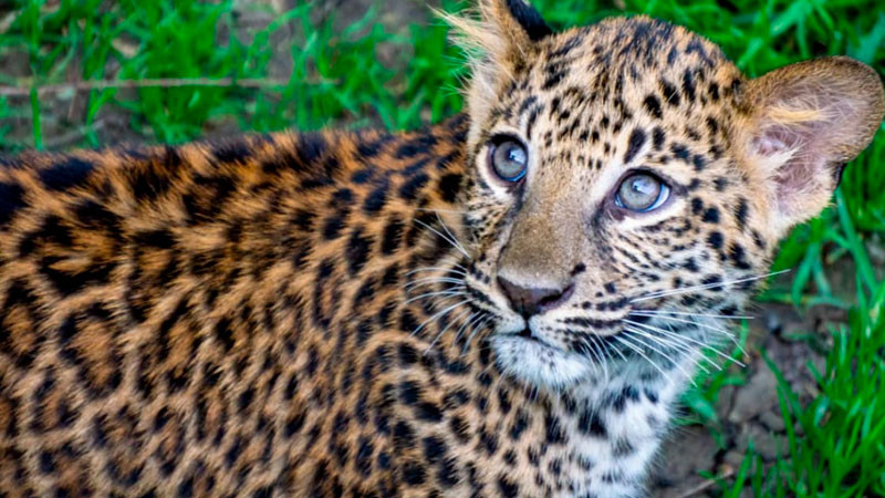 Presenta Zoo de Morelia a dos crías de leopardo africano tras 18 años sin nacimientos 