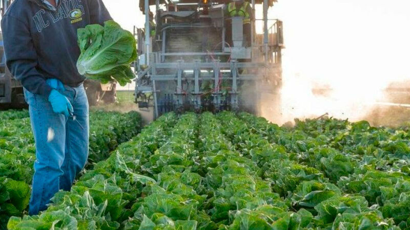 Trump amenaza con imponer arancel a México por brote de Cyclospora ligado a lechuga 