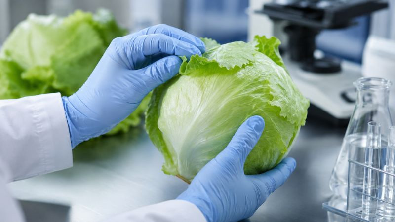 Cofepris descarta presencia de Cyclospora en lechugas mexicanas investigadas por brote en EE.UU. 