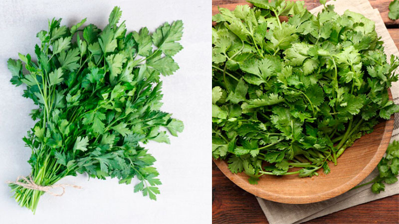 Cosechas de perejil y cilantro del centro de México, podrían estar relacionadas con el brote de Cyclospora en EU 