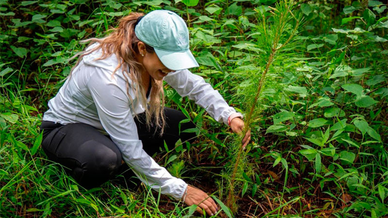 Encabeza Grecia Aguilar jornada de reforestación en Zitácuaro; llama a fortalecer el compromiso con el medio ambiente 