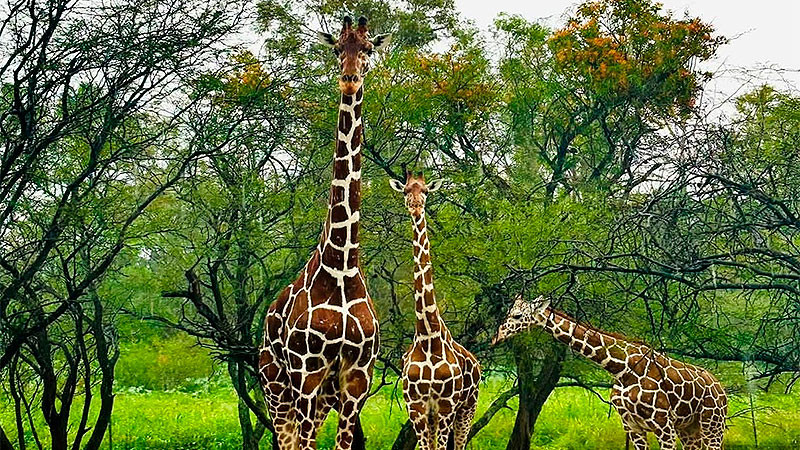 Fallece jirafa tras accidente en el Zoológico de León; investigan las causas 