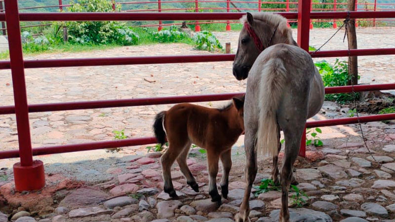 Tras cateo en Arteaga, Michoacán aseguran cuatro caballos 