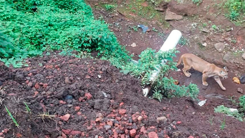 Habitantes de Tancítaro se mantienen en alerta tras avistamiento de felino silvestre y su cría cerca de viviendas; solicitan la intervención de las autoridades  