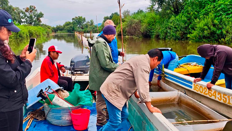 Programa de conservación del lago de Pátzcuaro alcanza los 60 mil peces liberados en el año 