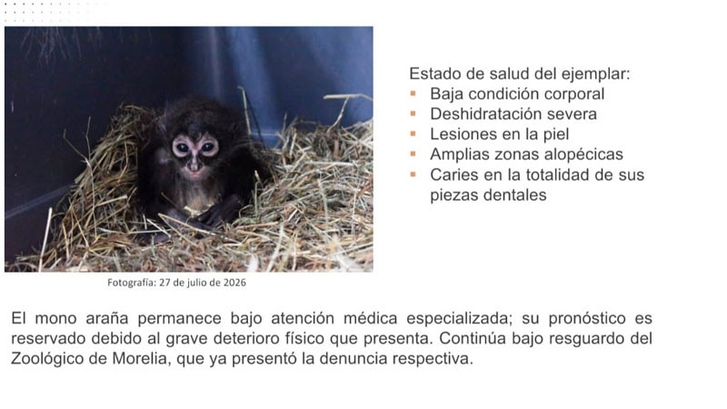 Mono araña asegurado en Parácuaro, Michoacán, está grave de salud: FGE 