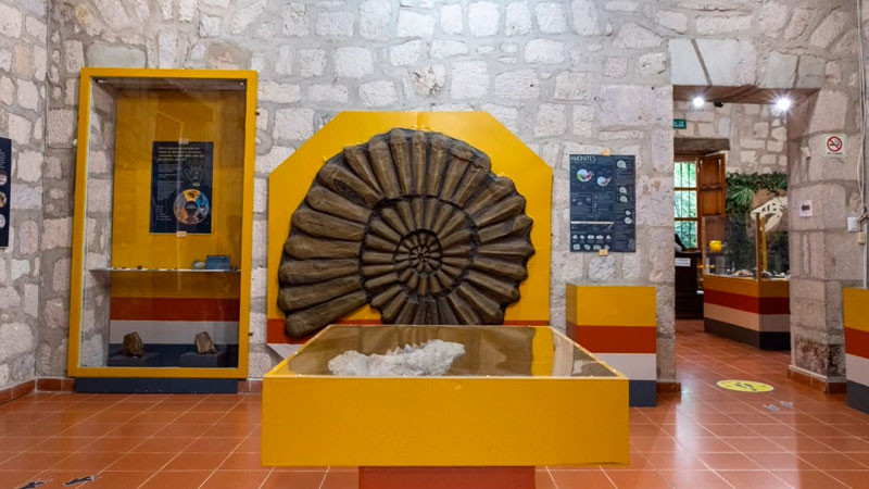 UMSNH y Secretaría de Cultura federal en estrecha colaboración; promueven el patrimonio paleontológico 