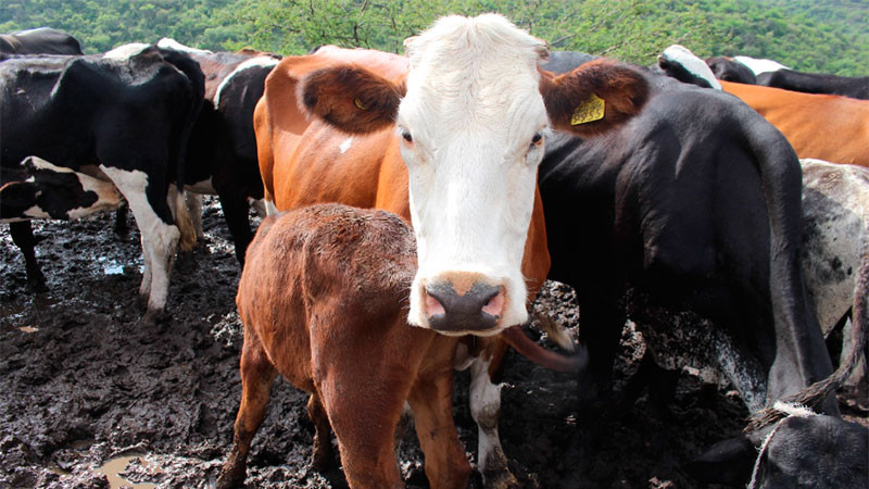 Gobierno de Morelia contribuye al desarrollo del campo 