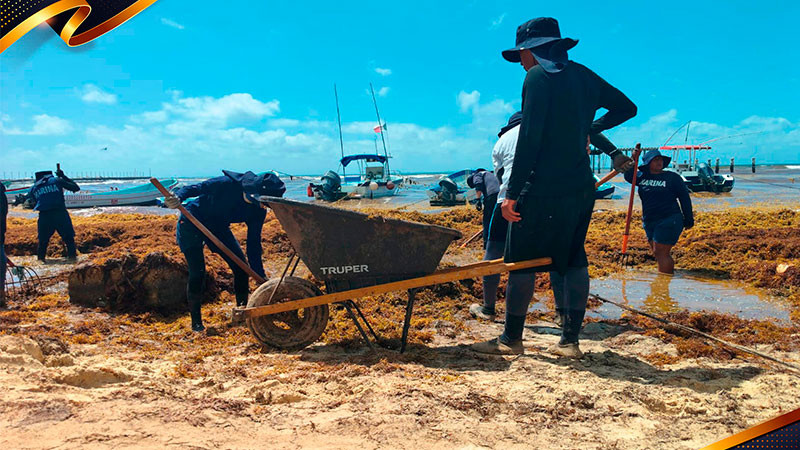 Se han retirado más de 2 mil 300 toneladas de sargazo en Quintana Roo durante 10 días 