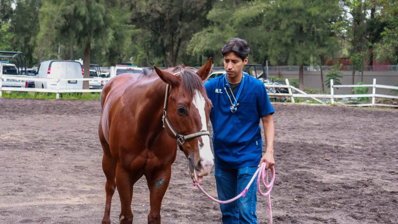 Aclara Guardia Civil Michoacán incidente con caballo en persecución en Morelia; animal está fuera de peligro y hay un detenido 