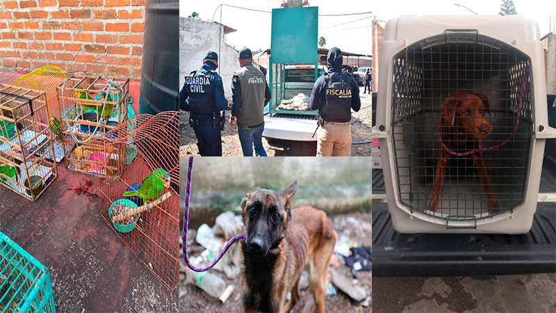 Fiscalía de Michoacán ha rescatado 359 animales y abrió 168 investigaciones por maltrato y crueldad en el primer semestre del 2026 