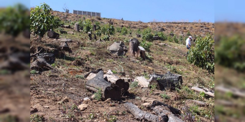 Desmontan más de 600 plantas de aguacate sembradas de forma ilegal, en Zitácuaro, Michoacán - Foto 1 