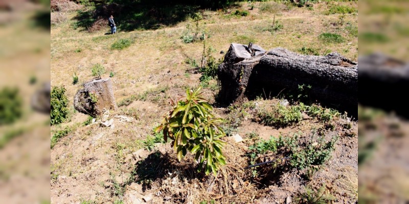 Desmontan más de 600 plantas de aguacate sembradas de forma ilegal, en Zitácuaro, Michoacán - Foto 2 