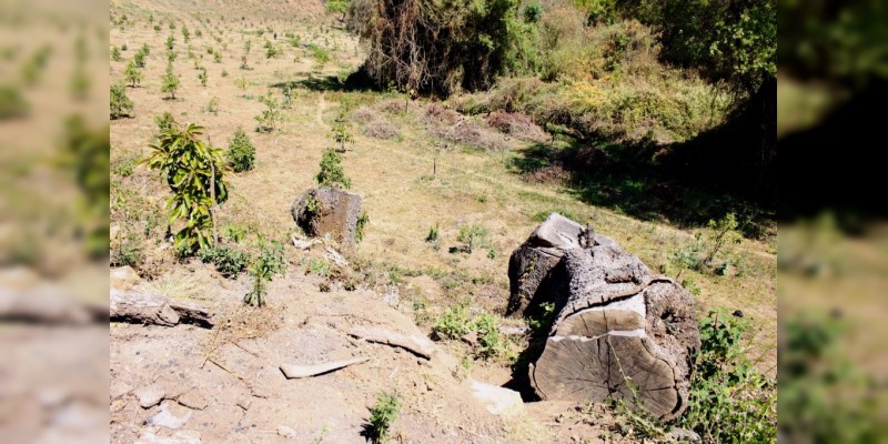 Desmontan más de 600 plantas de aguacate sembradas de forma ilegal, en Zitácuaro, Michoacán - Foto 3 
