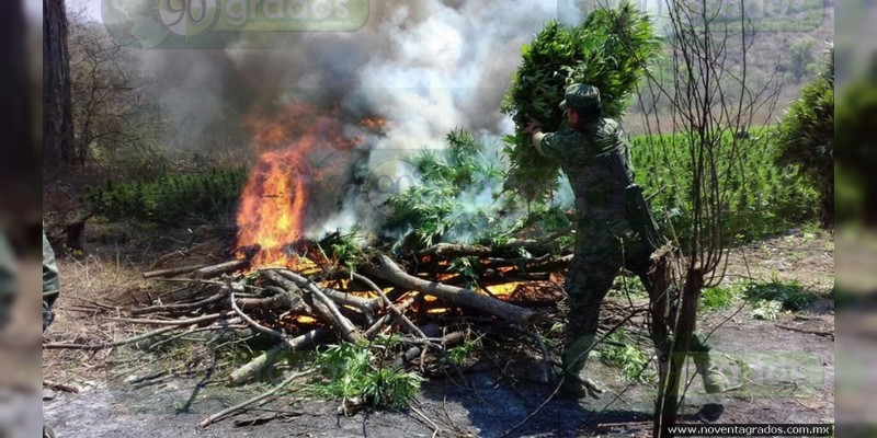 Aseguran y destruyen más de cinco toneladas de marihuana en Caleta de Campos - Foto 0 