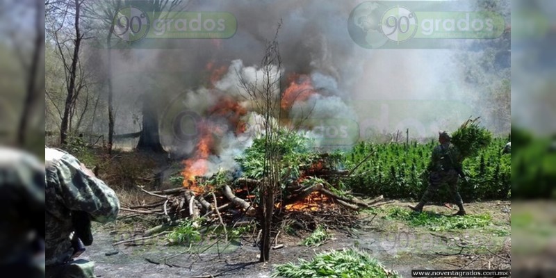 Aseguran y destruyen más de cinco toneladas de marihuana en Caleta de Campos - Foto 3 