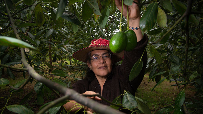 Exportación de aguacate mexicano a EUA se incrementa 35% en el primer cuatrimestre de 2026 
