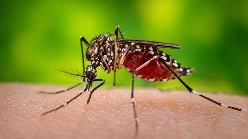 Secretaría de Salud llama a eliminar criaderos de mosquitos para prevenir casos de dengue 