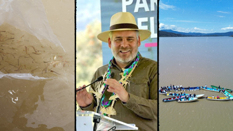  Gobierno de Bedolla consolida siembra histórica de 321 mil peces en el lago de Pátzcuaro 