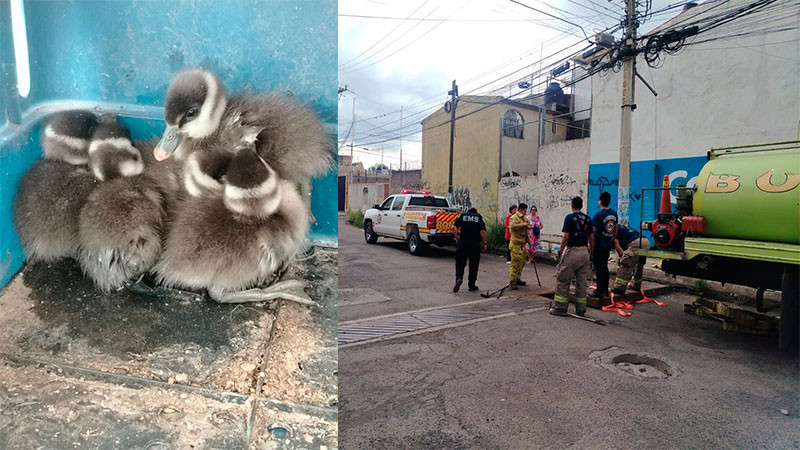 Protección Civil y Bomberos de Morelia rescata polluelos de una alcantarilla en Manatiales 
