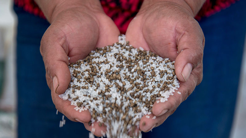 Fertilizantes para el Bienestar alcanza 95.9% de cobertura nacional e impacta a más de 814 mil mujeres productoras 