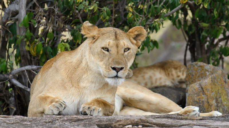 Tres leonas mueren por posible golpe de calor en zoológico de Tokio 