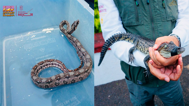 Recibe Zoológico de Morelia crías de cocodrilo de pantano y boa constrictora 