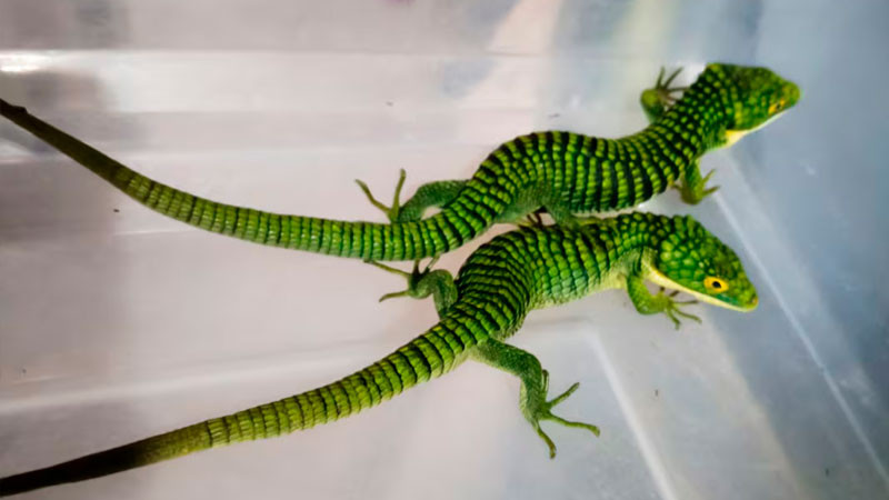 Rescatan a 13 dragones mexicanos que serían enviados ilegalmente a Hong Kong 