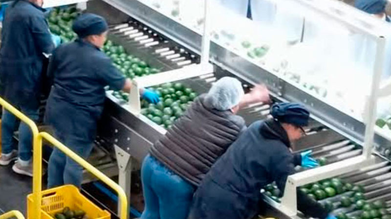 EEUU pausa importación de aguacate michoacano por alerta de seguridad 