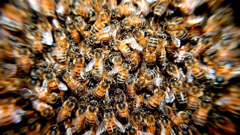 Ataque de abejas deja lesionados a dos adultos mayores en Huejutla de Reyes, Hidalgo 